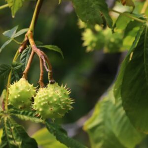 Chestnuts on a tree