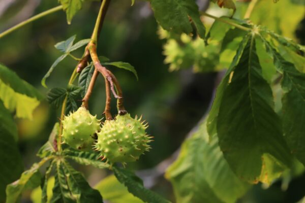 Chestnuts on a tree