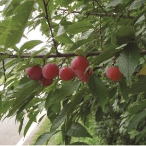 Fruit Seedlings