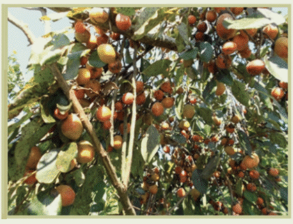 Grafted Common Persimmon