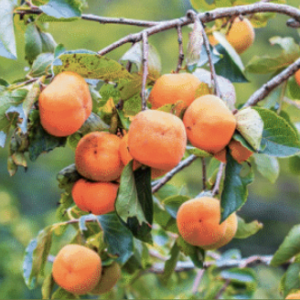 Japanese Persimmon (Call for Availability)